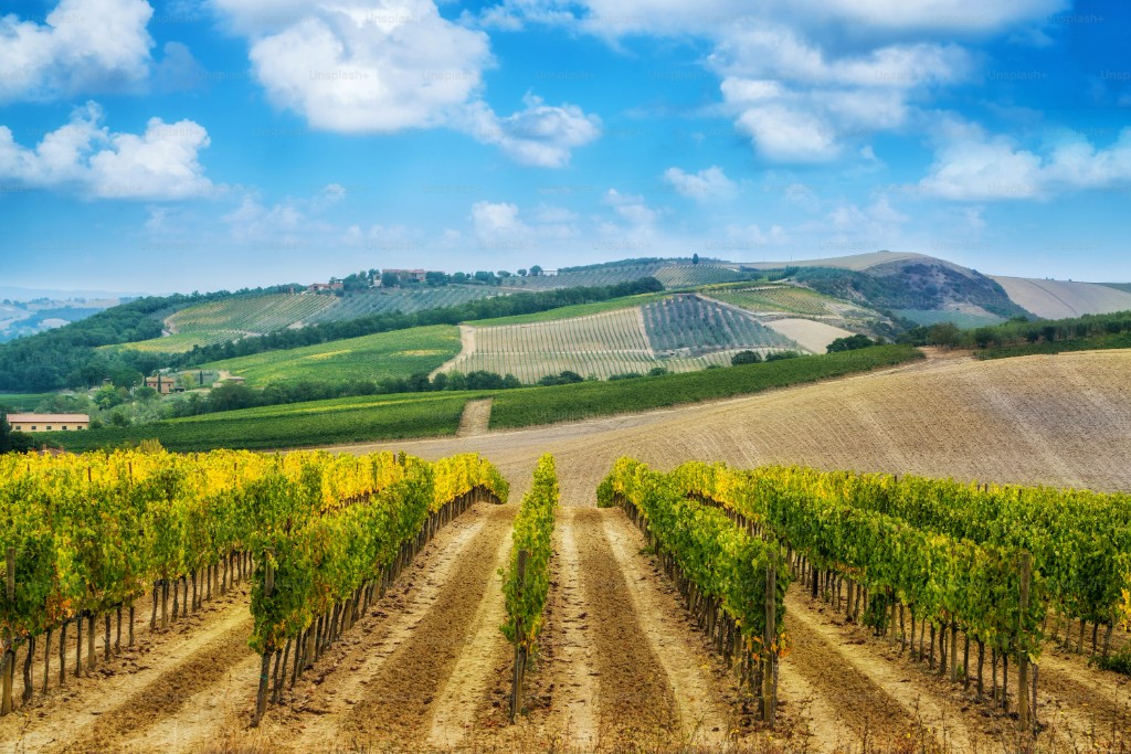 Vineyard rows prepared for a garden feast at dusk